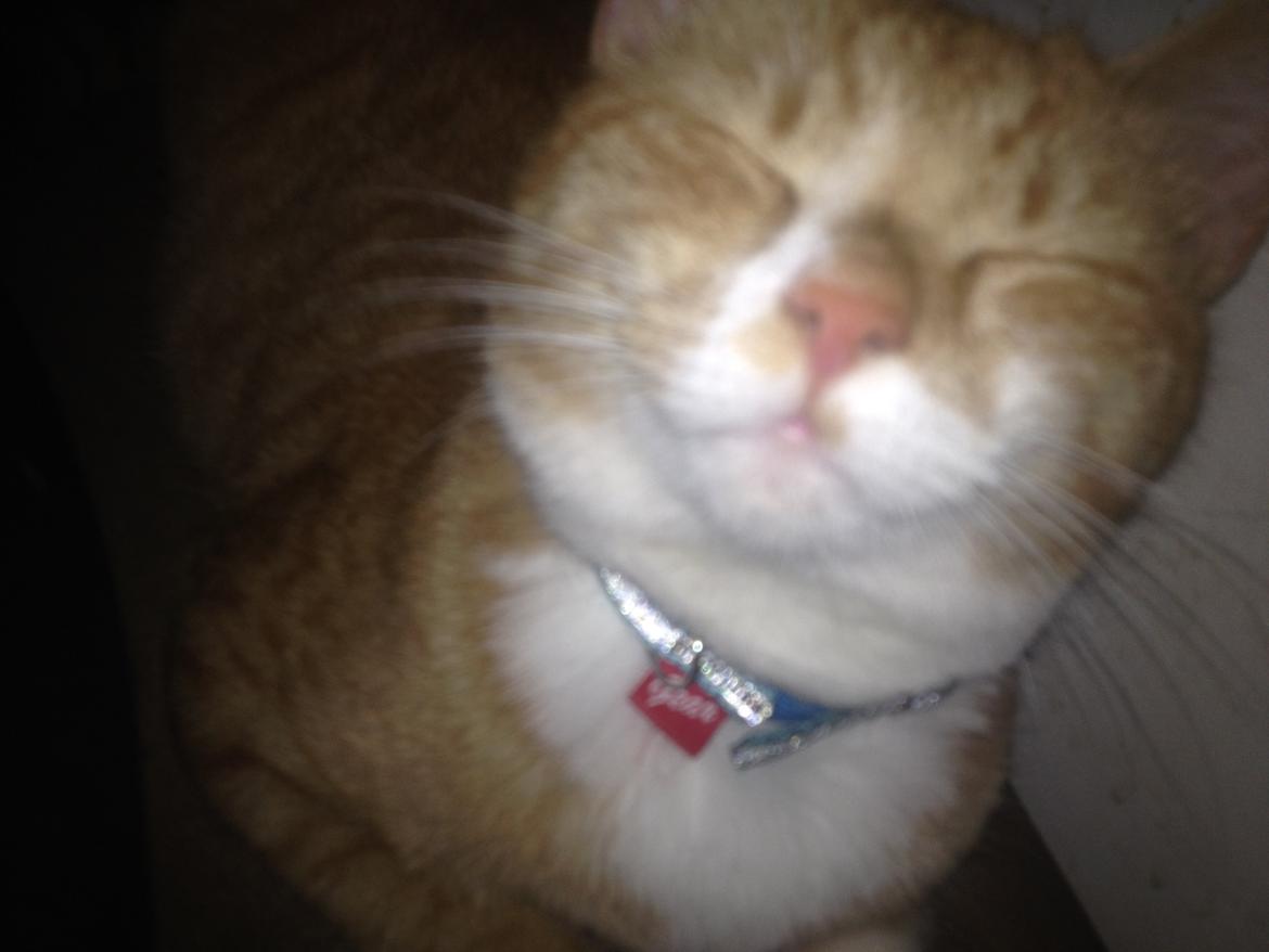 Blanding af racer Baloo billede 23