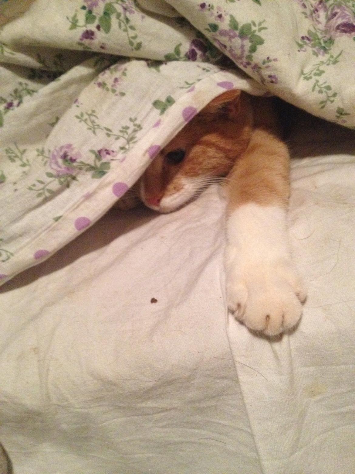 Blanding af racer Baloo billede 25