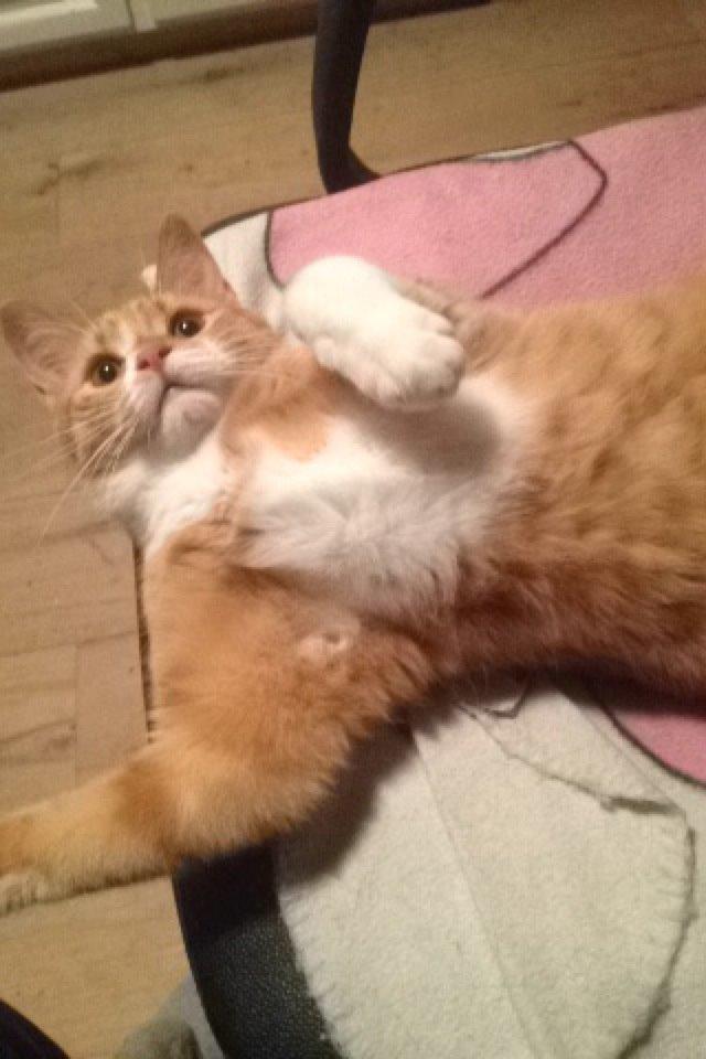 Blanding af racer Baloo billede 26