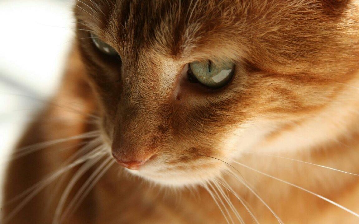 Blanding af racer Baloo billede 27