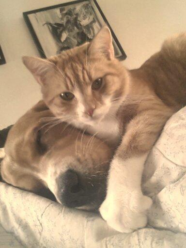 Blanding af racer Baloo billede 28