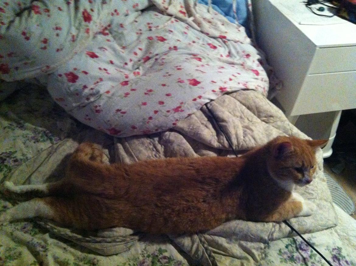 Blanding af racer Baloo billede 29