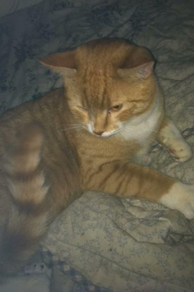 Blanding af racer Baloo billede 30