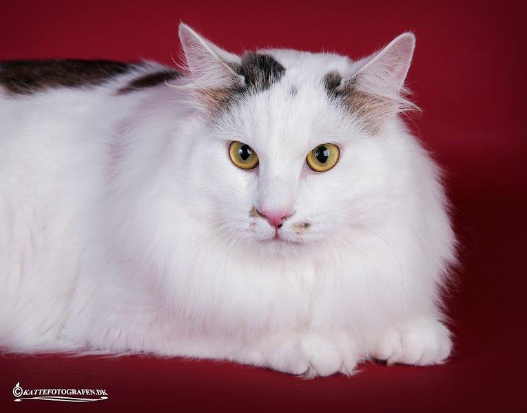 Kurilean Bobtail "Kiksen" - IC. Korzhik SuperBob  billede 4