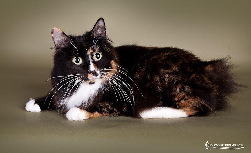 Kurilean Bobtail Nika - CH. Brusnika Pride Amour * RU billede 1