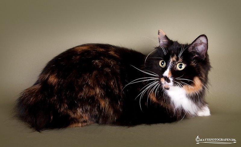 Kurilean Bobtail Nika - CH. Brusnika Pride Amour * RU billede 2