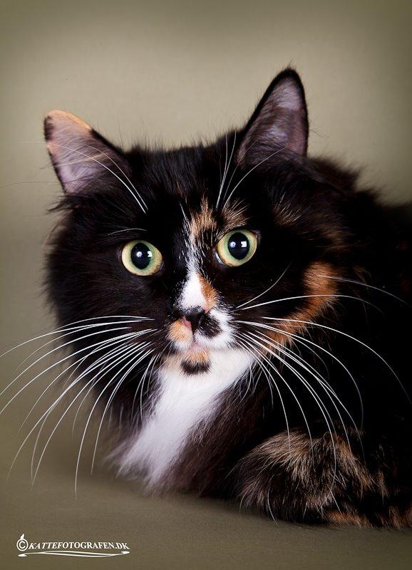 Kurilean Bobtail Nika - CH. Brusnika Pride Amour * RU billede 3