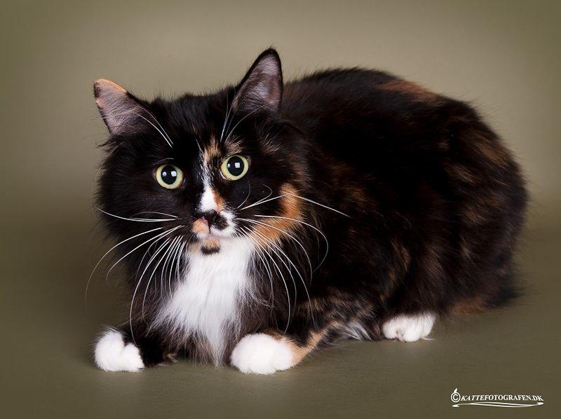 Kurilean Bobtail Nika - CH. Brusnika Pride Amour * RU billede 4