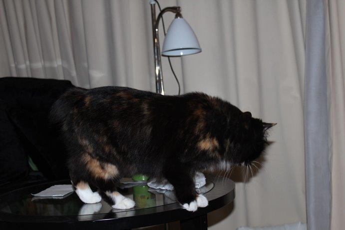 Kurilean Bobtail Nika - CH. Brusnika Pride Amour * RU billede 26