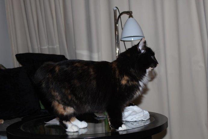 Kurilean Bobtail Nika - CH. Brusnika Pride Amour * RU billede 27