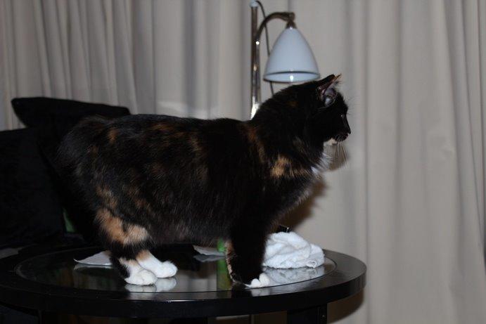 Kurilean Bobtail Nika - CH. Brusnika Pride Amour * RU billede 28