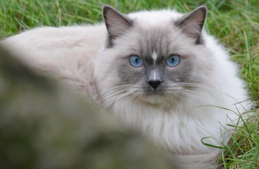 Ragdoll Arsenal bliv Grand International Premier billede 9
