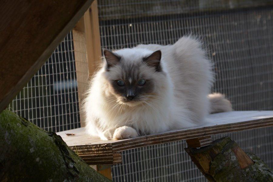 Ragdoll Arsenal bliv Grand International Premier billede 29
