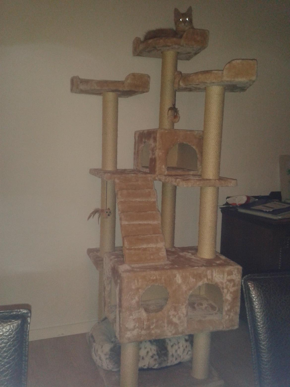 Blanding af racer Gizmo billede 13