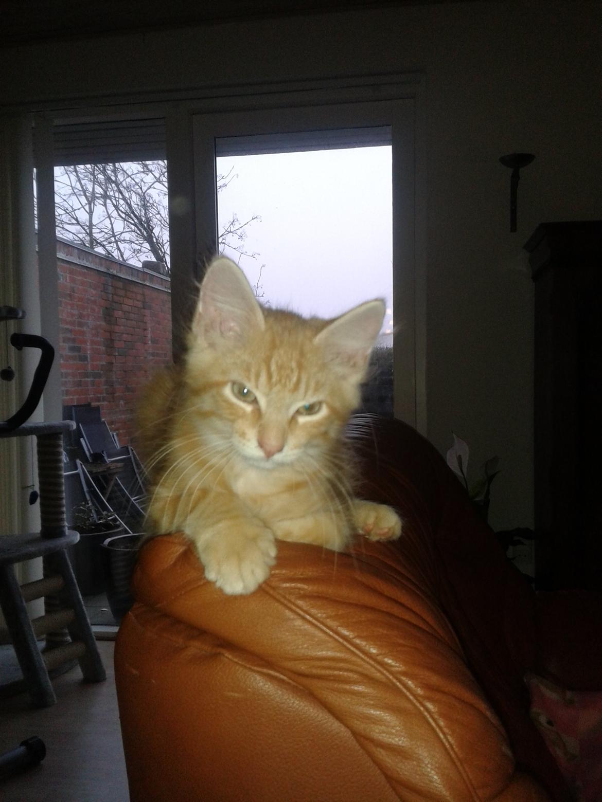 Blanding af racer Gizmo billede 14