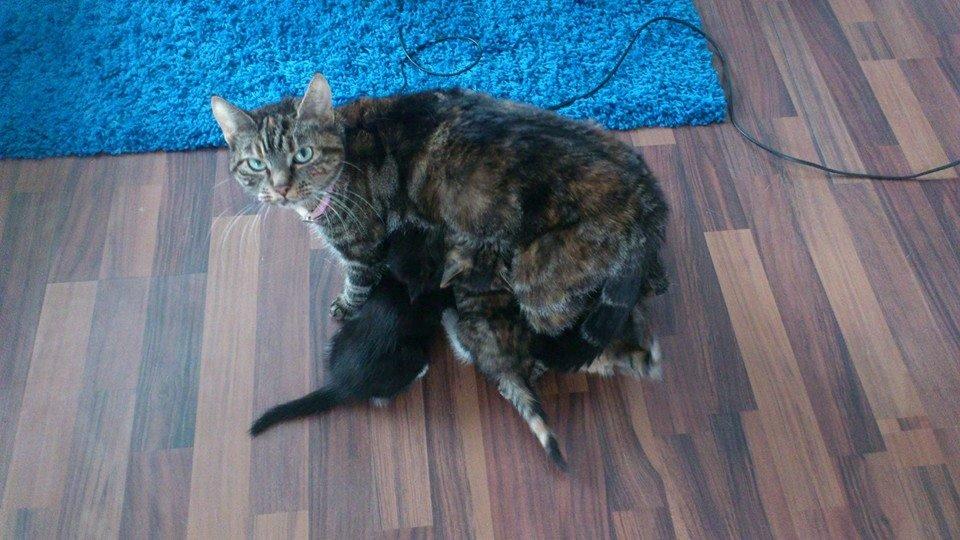 Blanding af racer Tulle - Her er jeg med alle mine killinger :-) billede 5