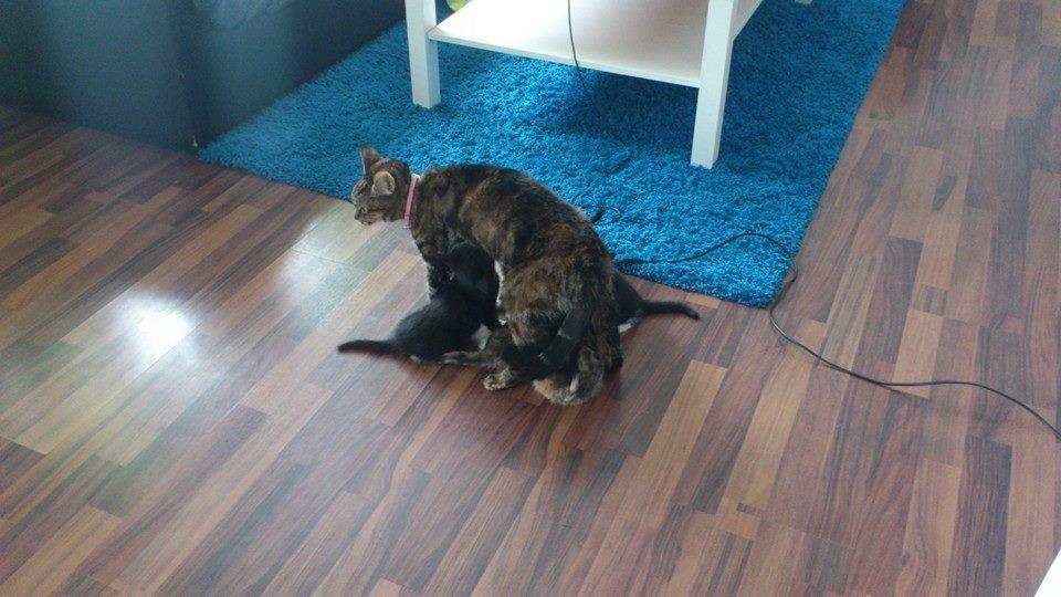 Blanding af racer Tulle billede 35