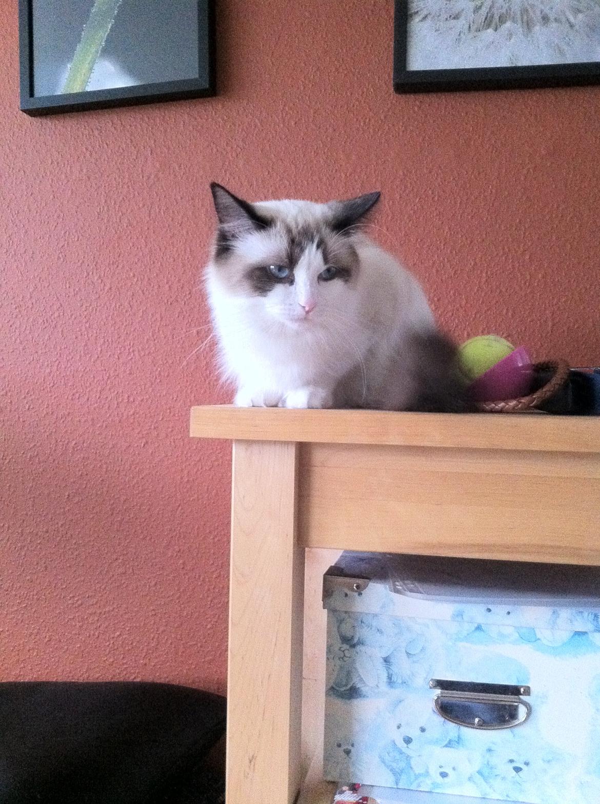 Blanding af racer Silke - Fyyyyyy<3 billede 10