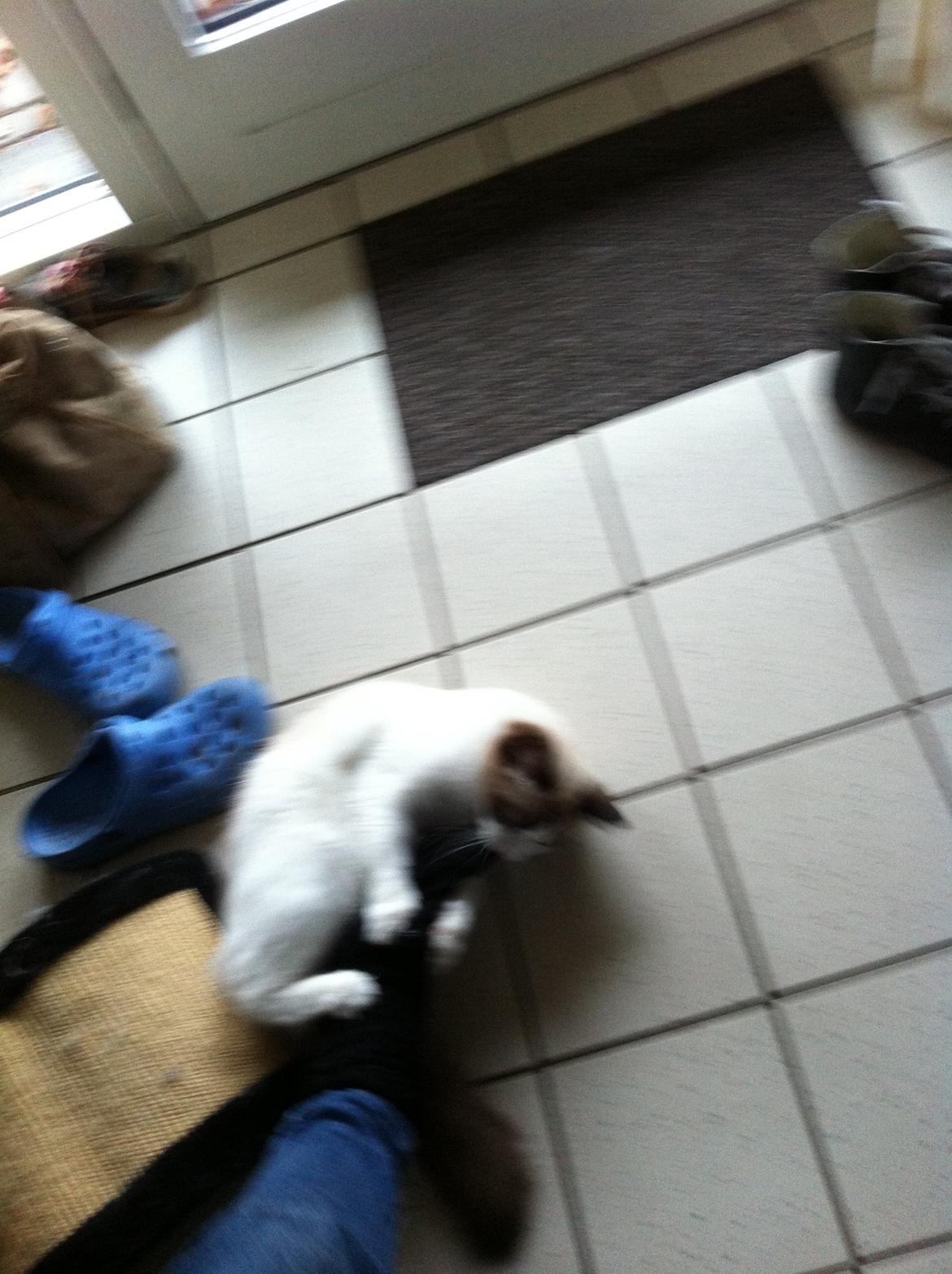 Blanding af racer Silke billede 11