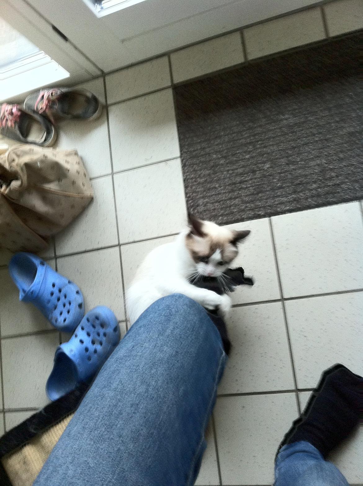 Blanding af racer Silke billede 12