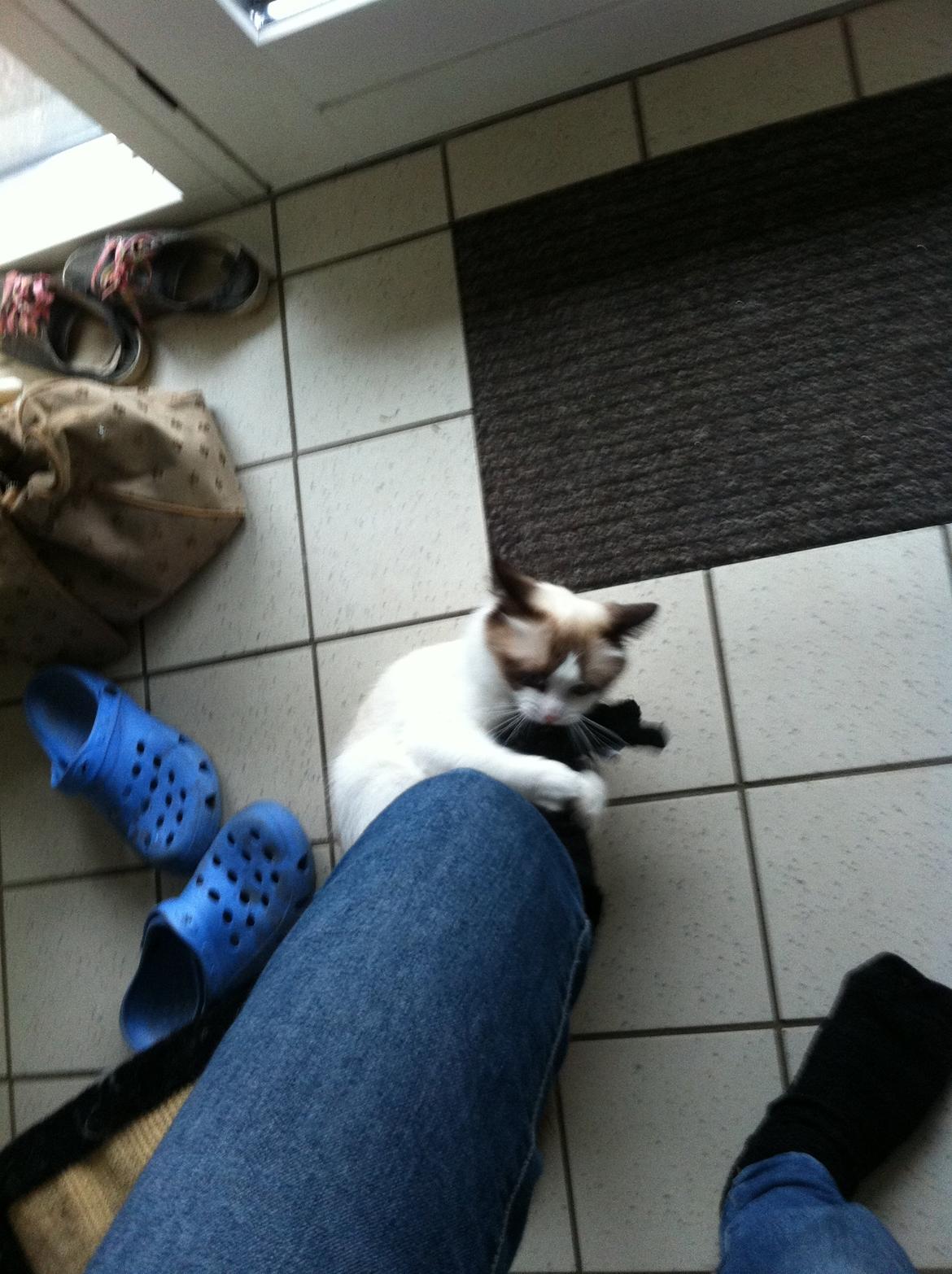 Blanding af racer Silke billede 13