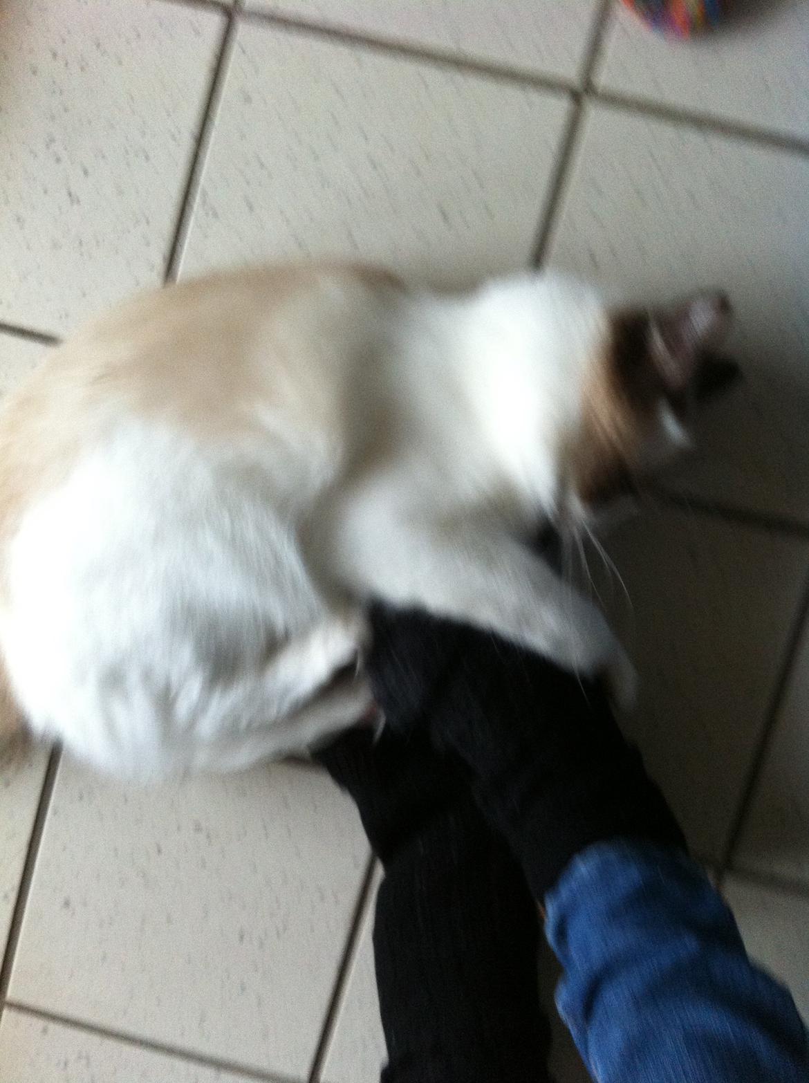 Blanding af racer Silke billede 14