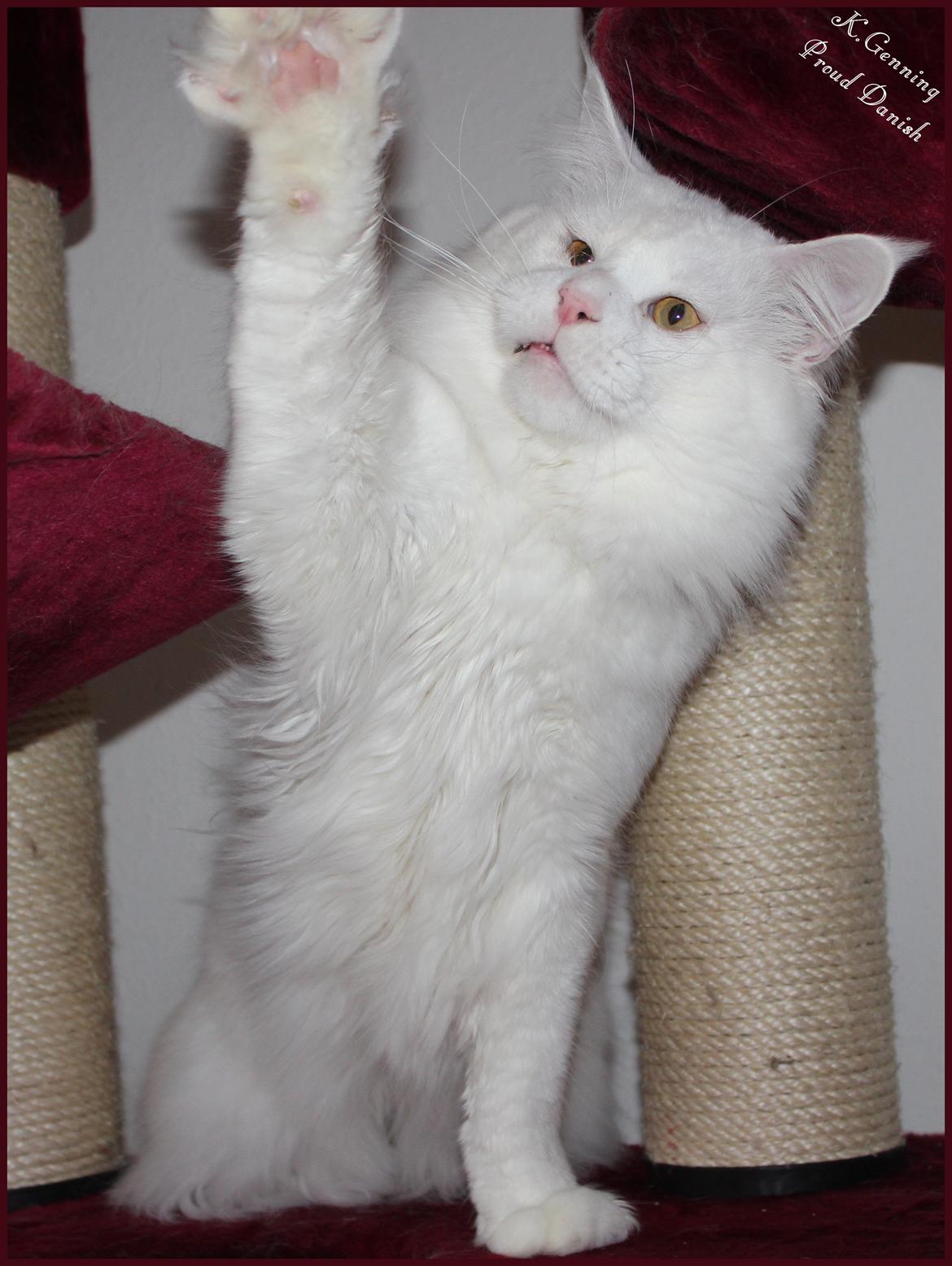 Maine Coon White Fang of Camusky Coon's billede 26