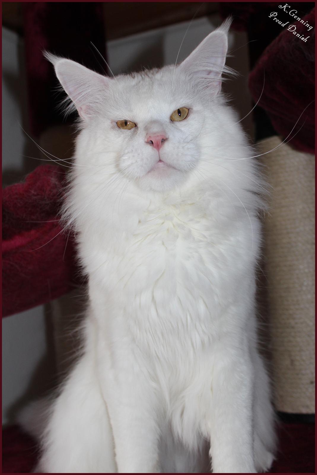 Maine Coon White Fang of Camusky Coon's billede 28