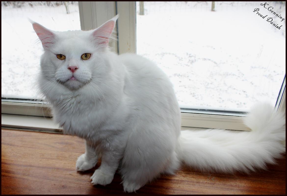 Maine Coon White Fang of Camusky Coon's billede 30