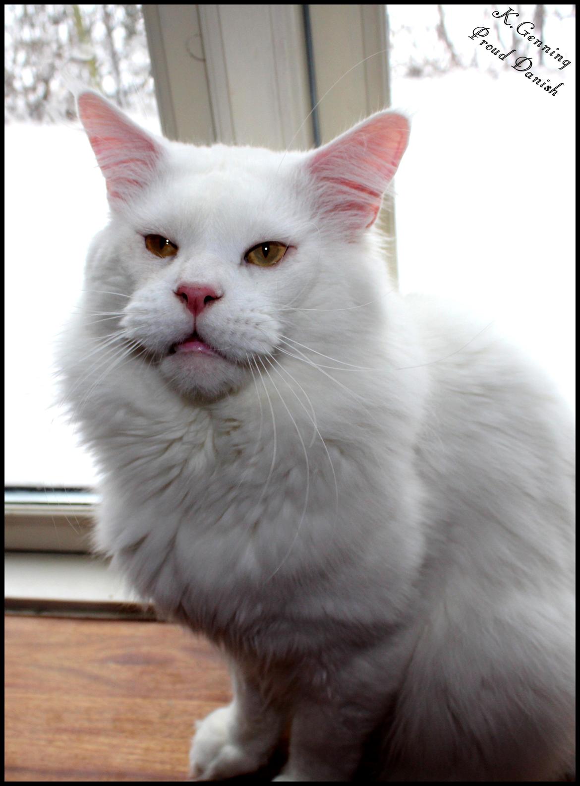 Maine Coon White Fang of Camusky Coon's billede 5