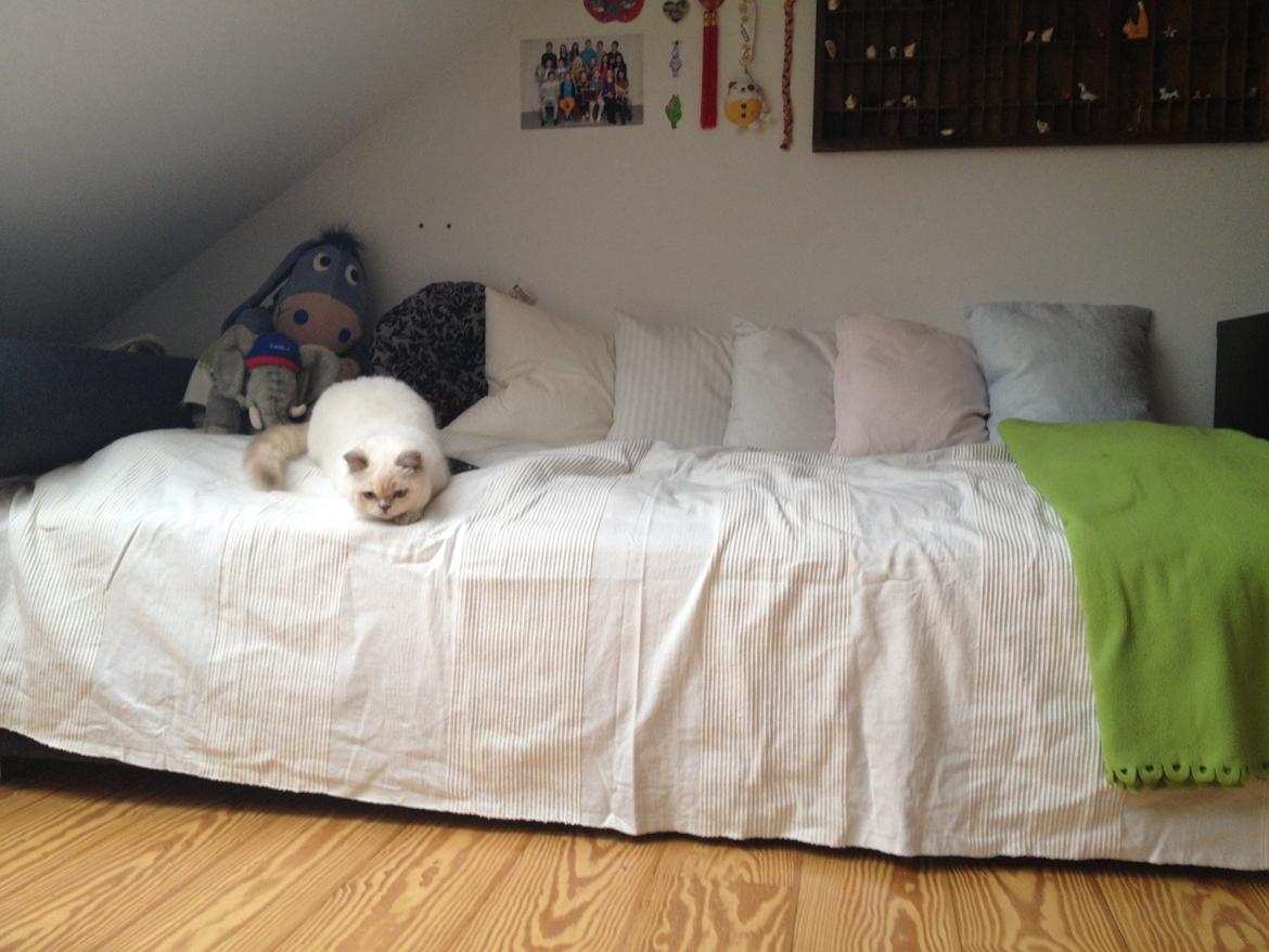 British Shorthair Empires Banana Split - Nougat billede 1