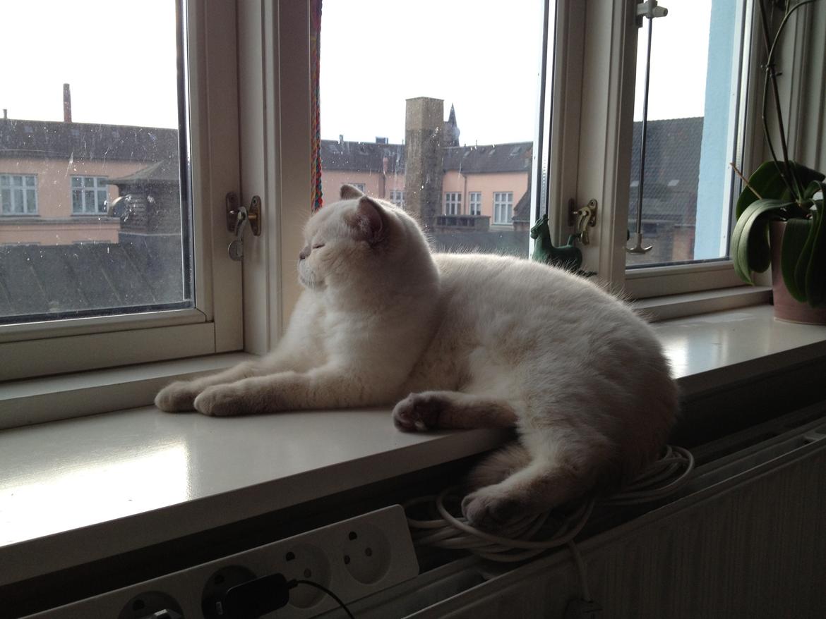 British Shorthair Empires Banana Split - Nougat billede 2