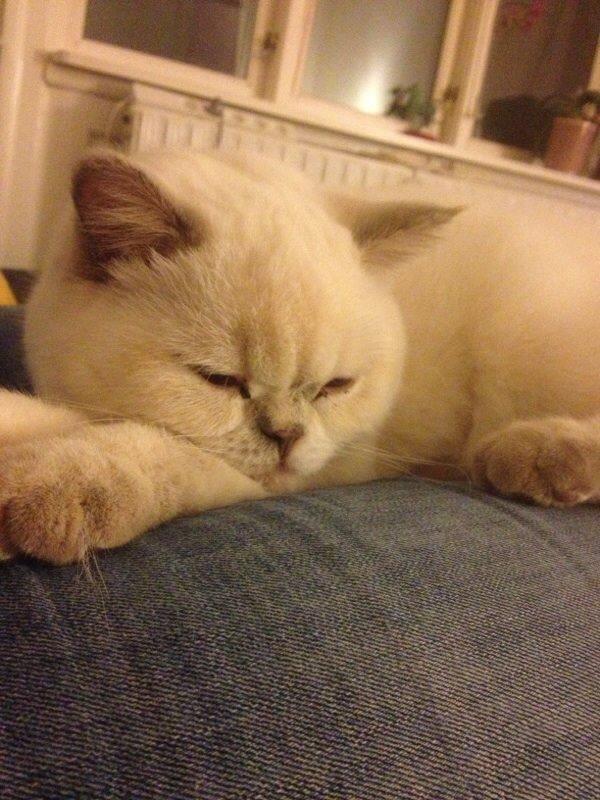 British Shorthair Empires Banana Split - Nougat billede 3