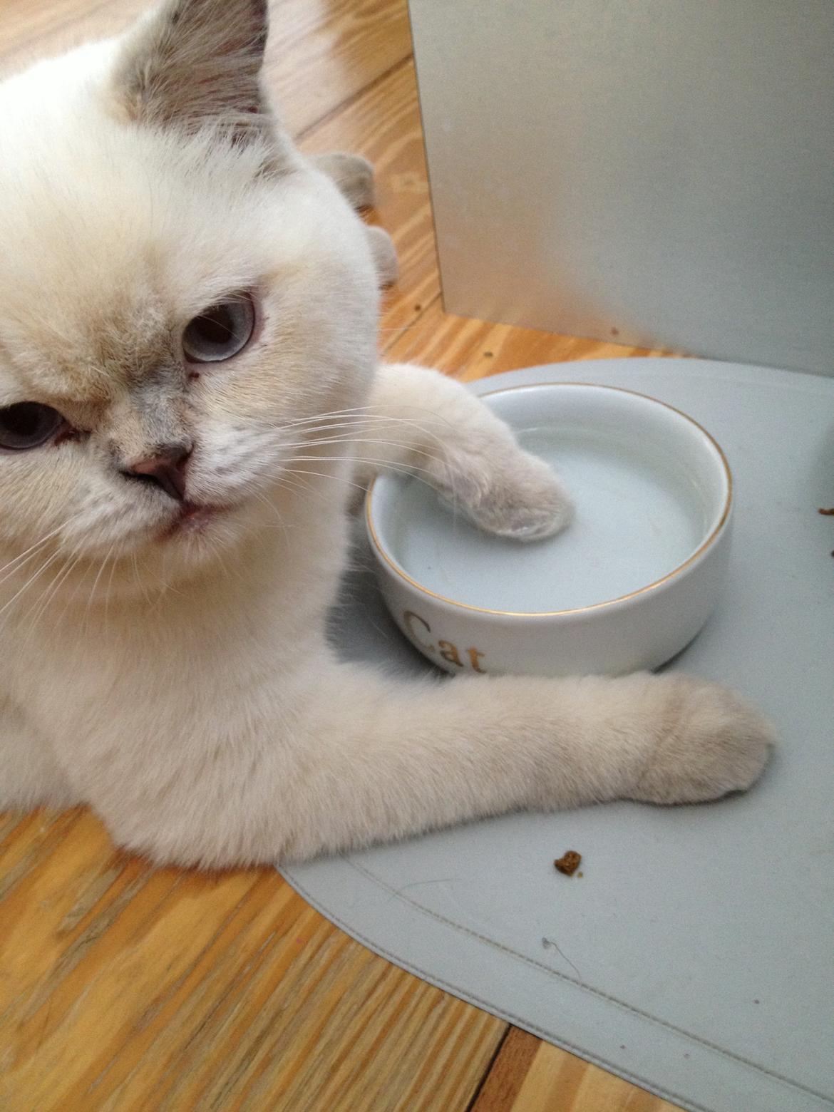 British Shorthair Empires Banana Split - Nougat billede 4