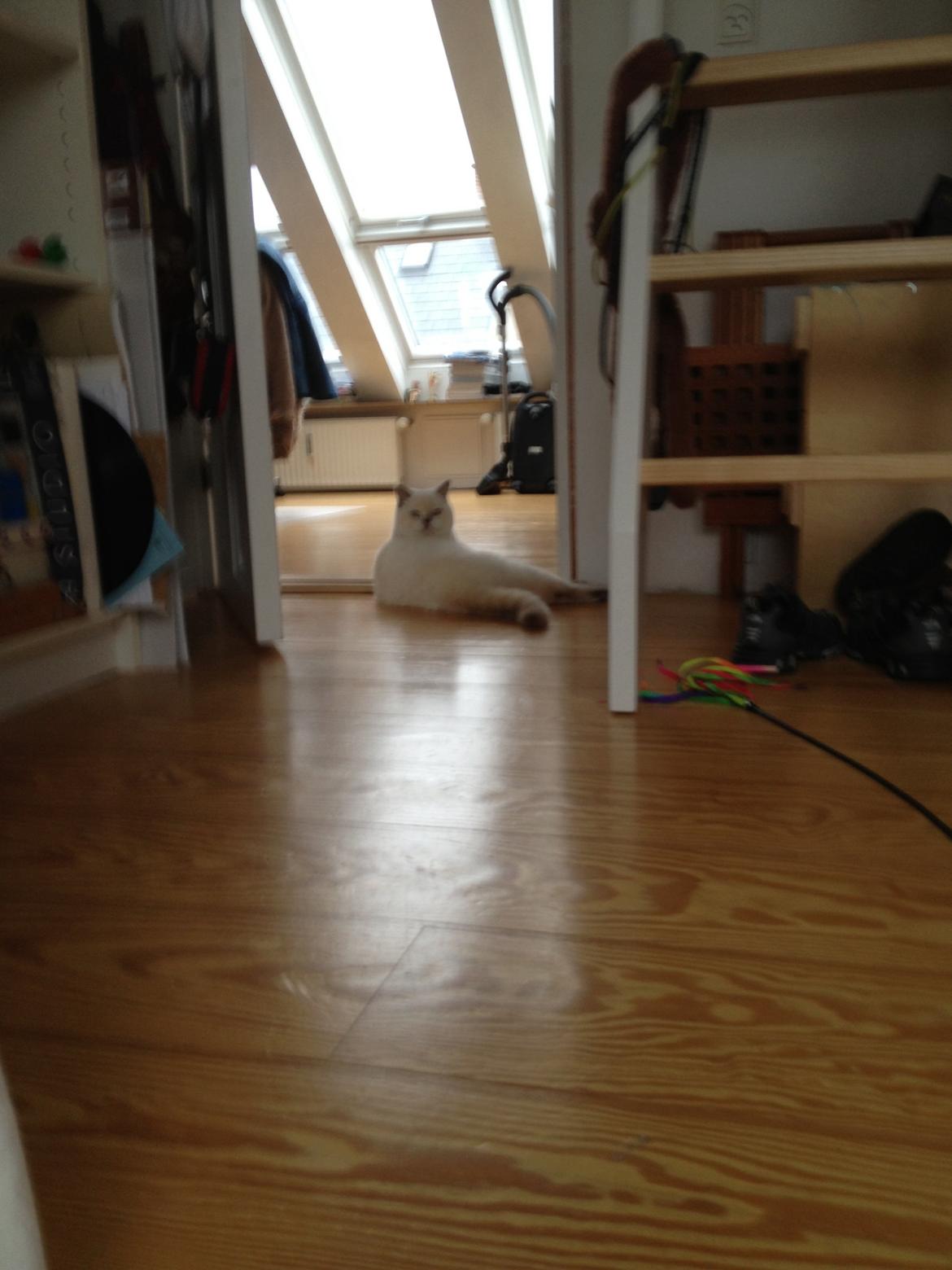 British Shorthair Empires Banana Split - Nougat billede 5