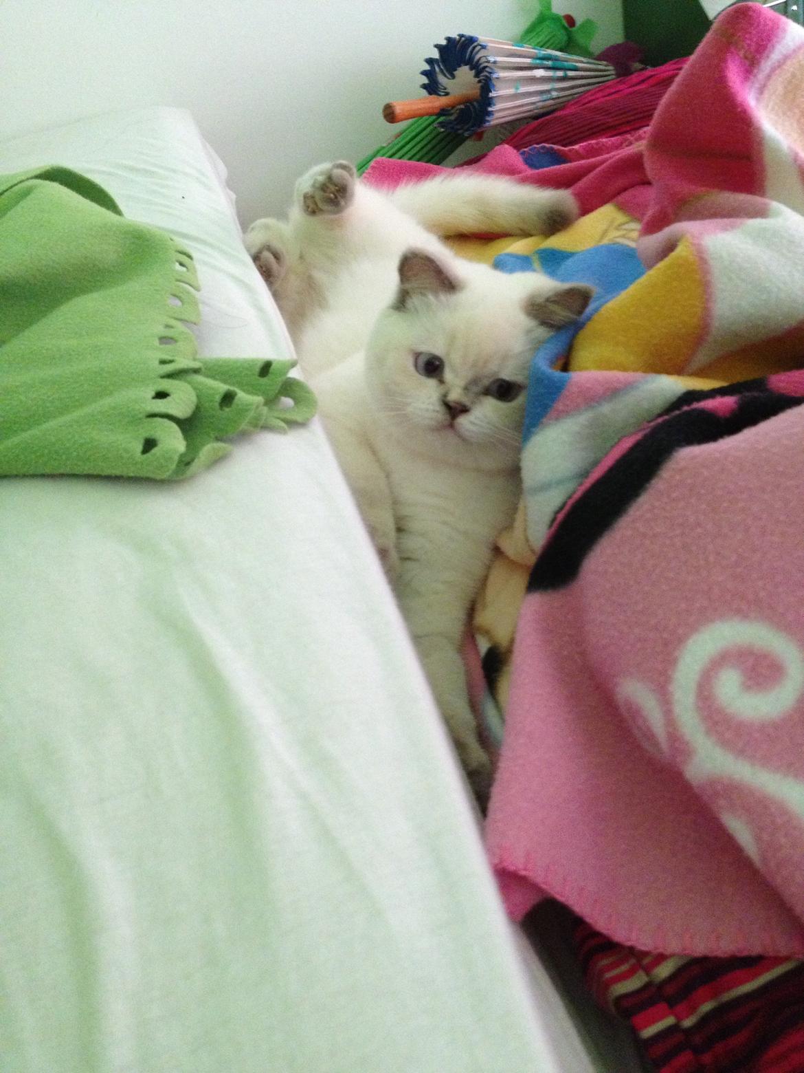 British Shorthair Empires Banana Split - Nougat billede 6