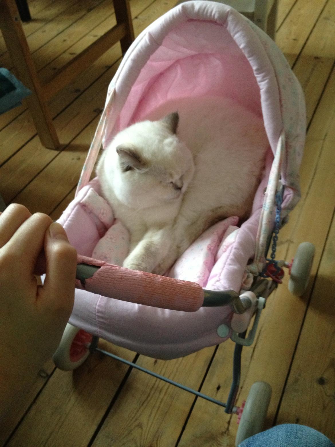 British Shorthair Empires Banana Split - Nougat billede 7