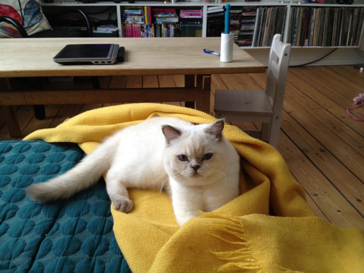 British Shorthair Empires Banana Split - Nougat billede 8