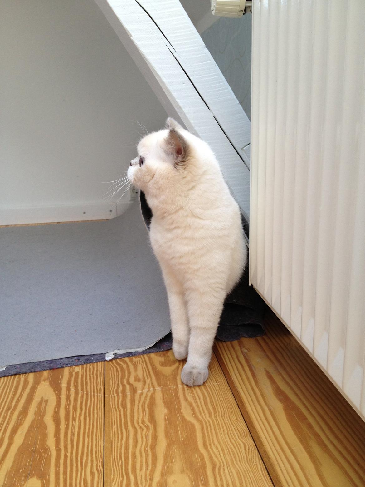 British Shorthair Empires Banana Split - Nougat billede 9