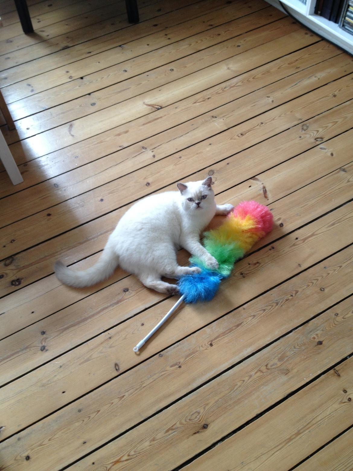 British Shorthair Empires Banana Split - Nougat billede 10