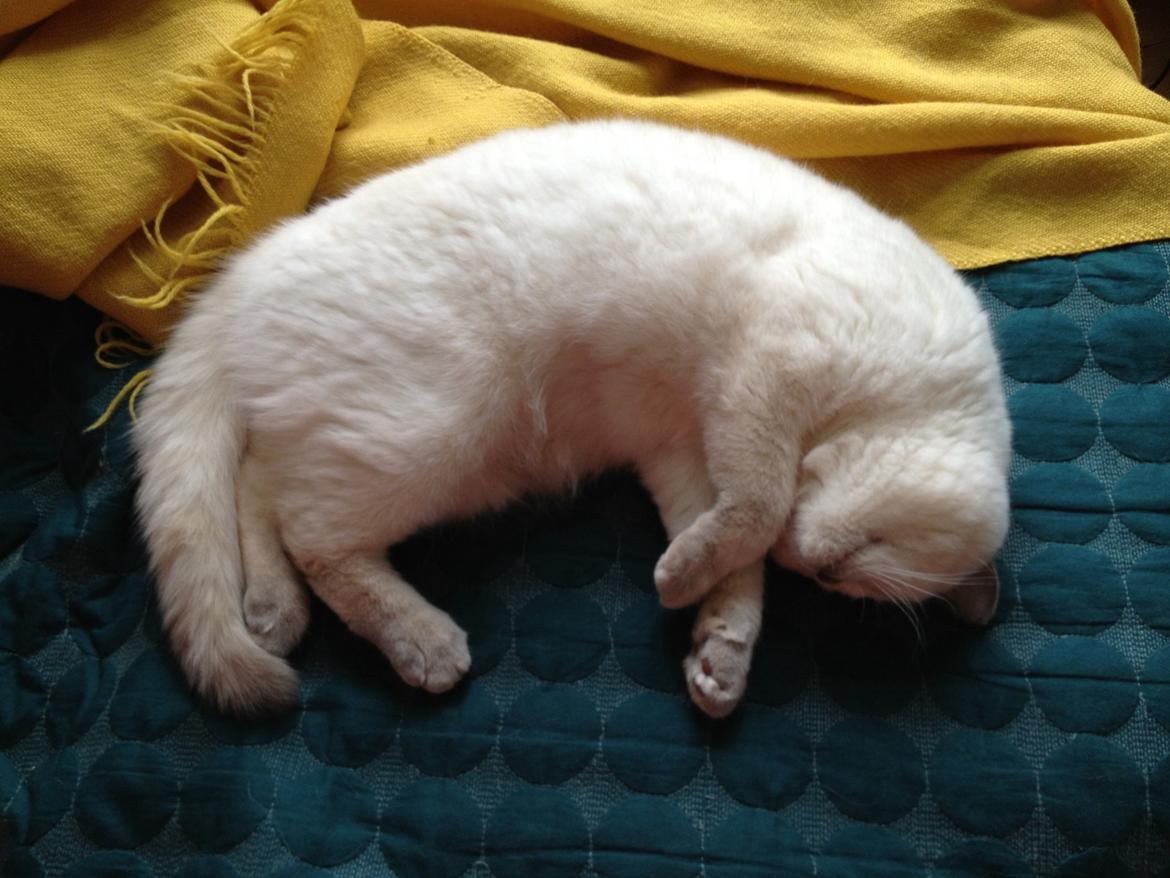 British Shorthair Empires Banana Split - Nougat billede 11