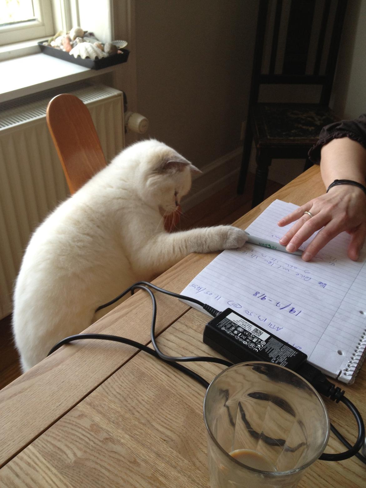 British Shorthair Empires Banana Split - Nougat billede 12