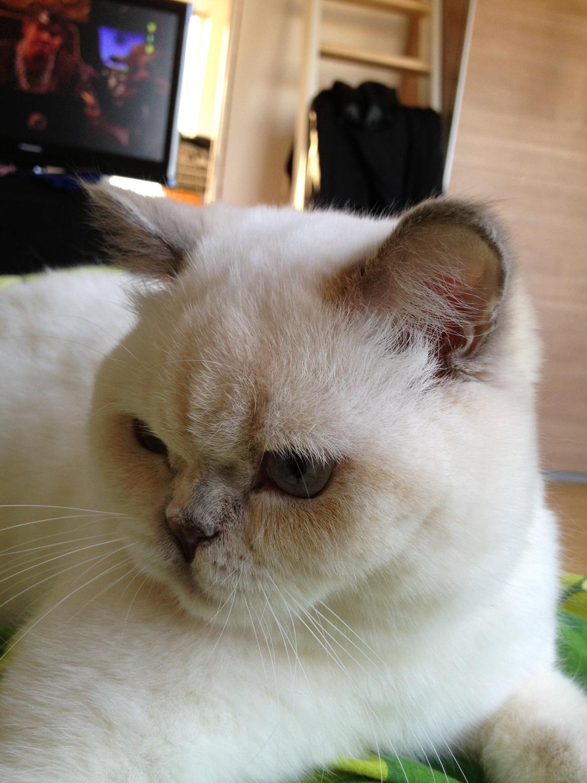 British Shorthair Empires Banana Split - Nougat billede 13