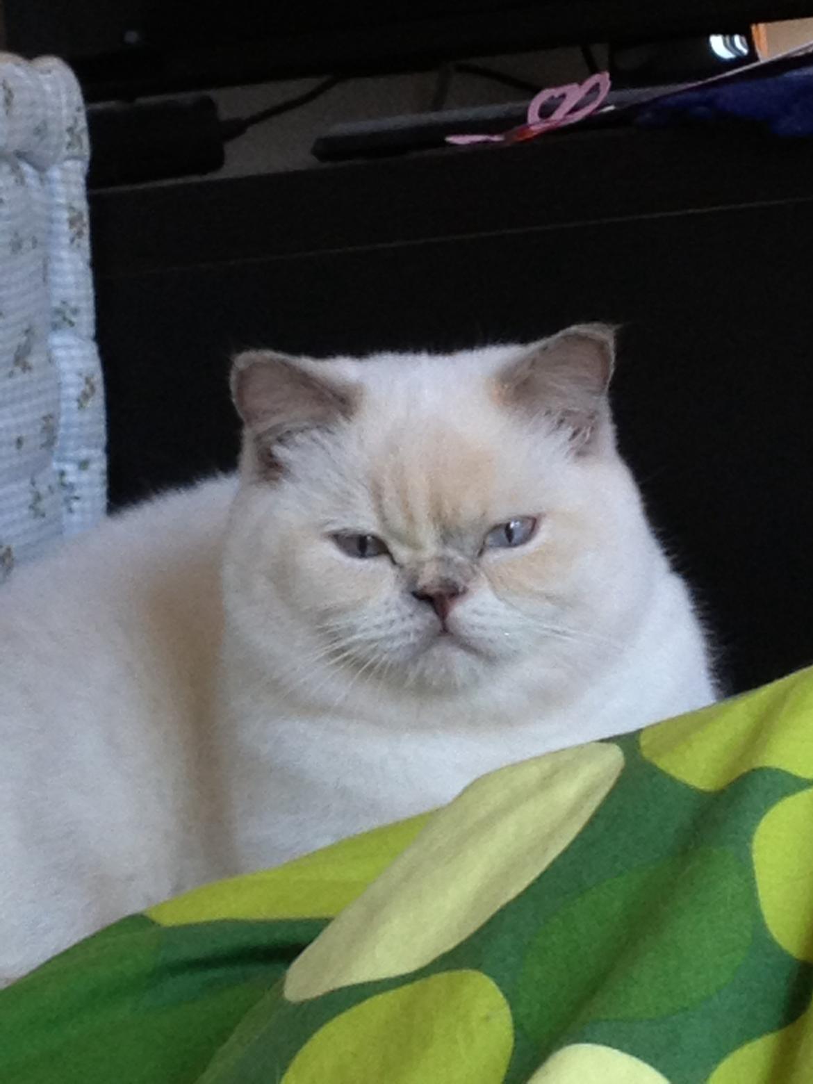 British Shorthair Empires Banana Split - Nougat billede 14