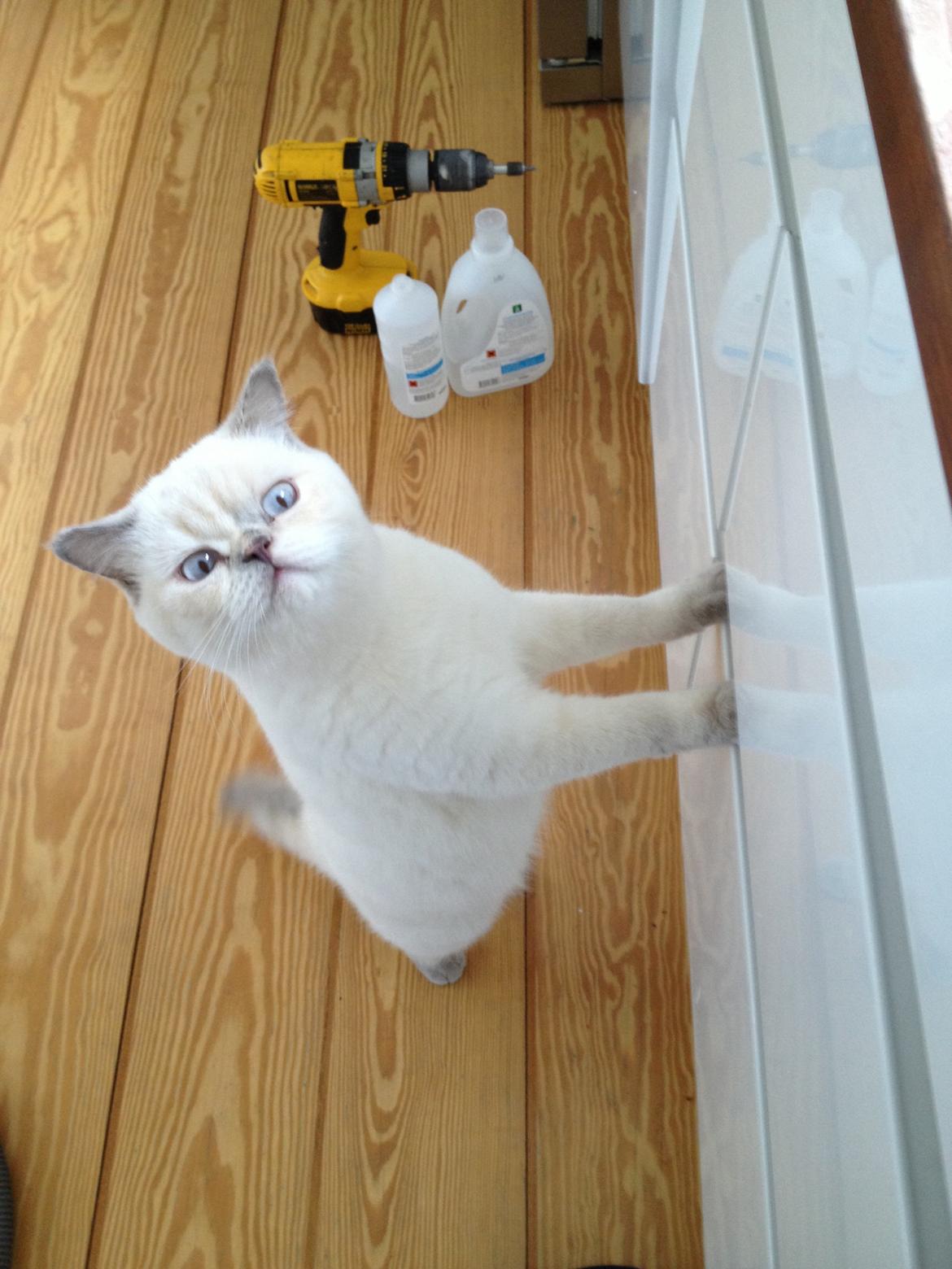 British Shorthair Empires Banana Split - Nougat billede 15