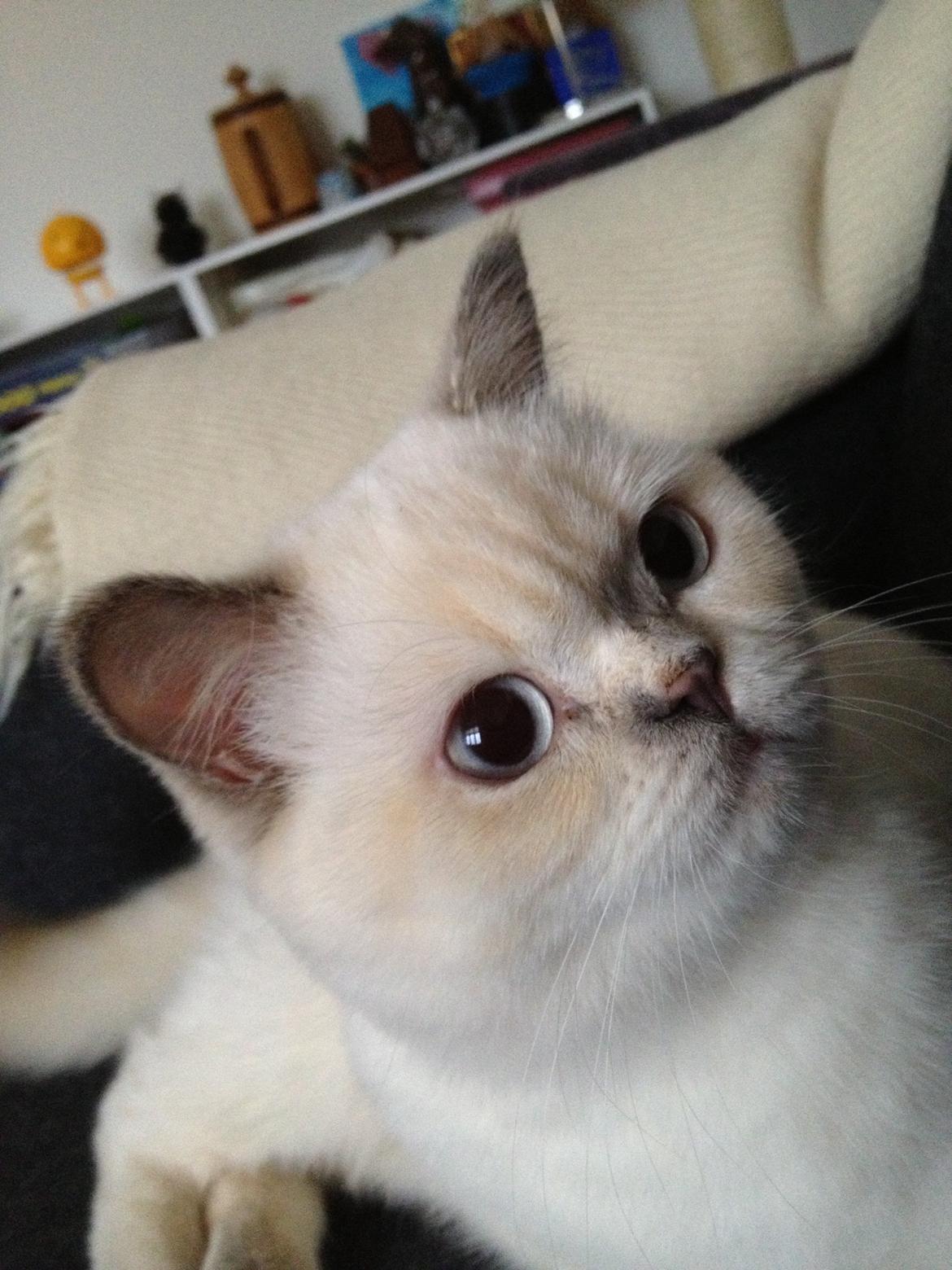 British Shorthair Empires Banana Split - Nougat billede 16