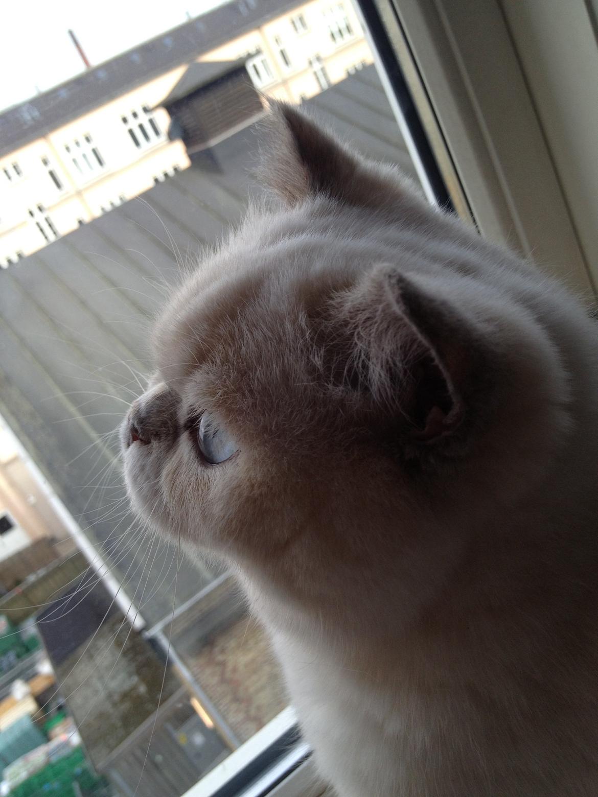 British Shorthair Empires Banana Split - Nougat billede 17