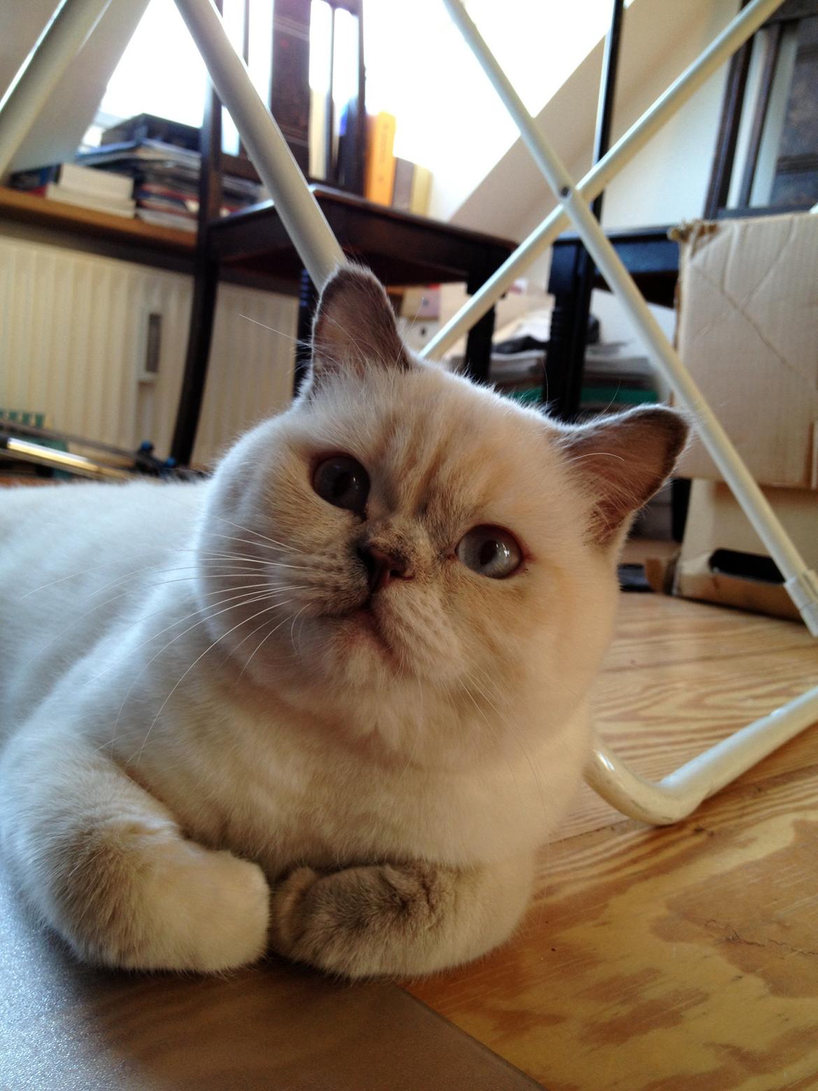 British Shorthair Empires Banana Split - Nougat billede 18