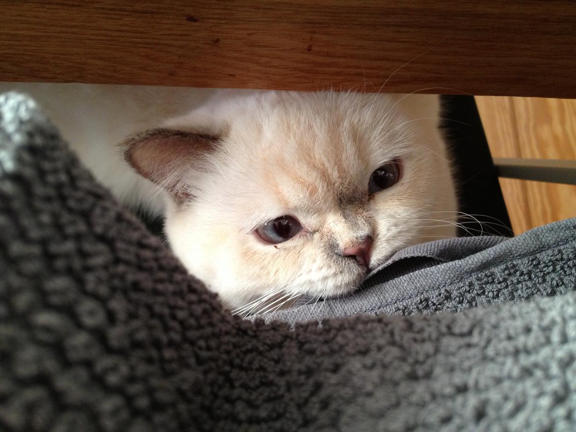 British Shorthair Empires Banana Split - Nougat billede 19