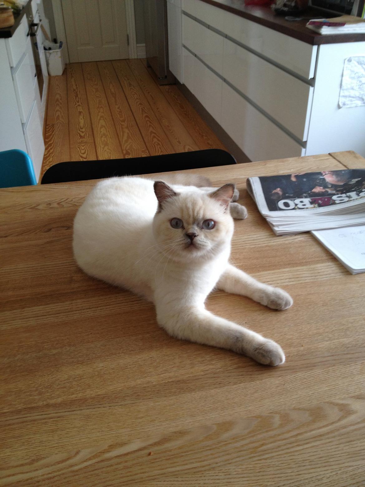 British Shorthair Empires Banana Split - Nougat billede 20